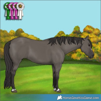 Horse Color:Smoky Grullo 