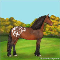 Horse Color:Bay Appaloosa 