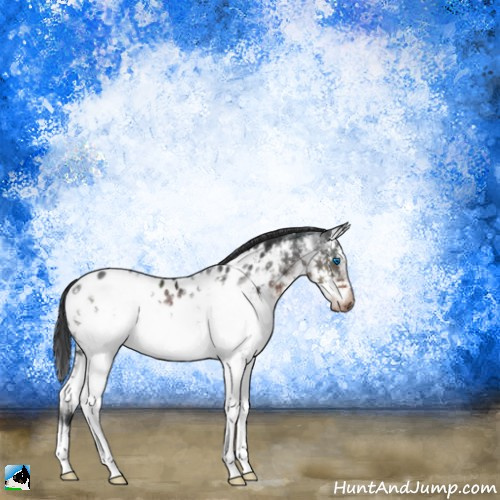 Horse Color:Brown Mushroom Splash Frame Appaloosa Rabicano 