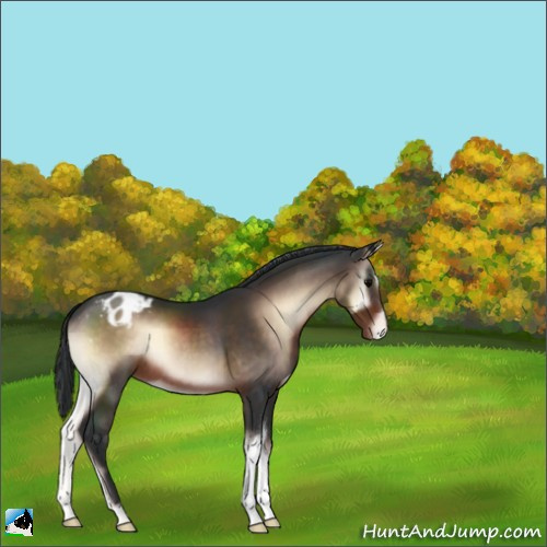 Horse Color:Brown Onyx Mushroom Appaloosa 