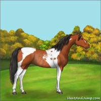 Horse Color:Bay Tobiano Rabicano 