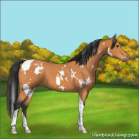 Horse Color:White Spotted Bay Tobiano 
