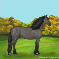 Horse Color:Grullo 