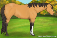 Horse Color:Buckskin 