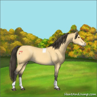 Horse Color:Buckskin Dun Tobiano 