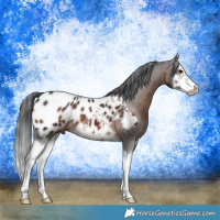 Horse Color:Brown Splash Near Leopard 