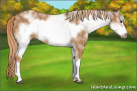 Horse Color:White Spotted Chestnut Frame 