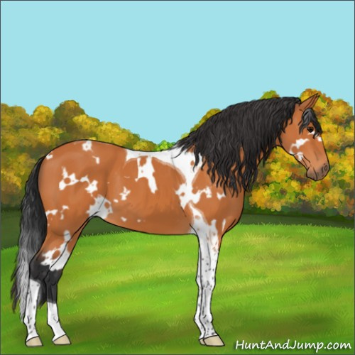 Horse Color:White Spotted Bay Tobiano