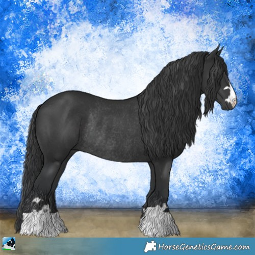 Horse Color:Black Rabicano 