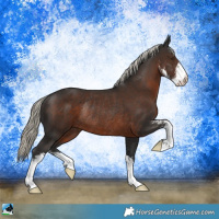Horse Color:Liver Chestnut Mushroom Sabino Rabicano 