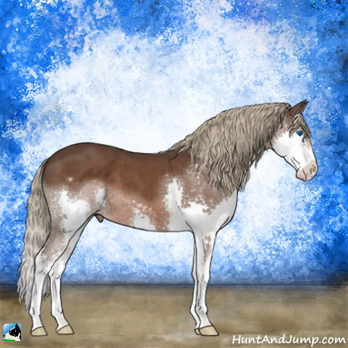 Horse Color:Liver Chestnut Splash 