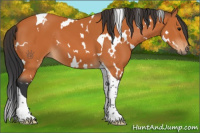 Horse Color:White Spotted Bay Tobiano 