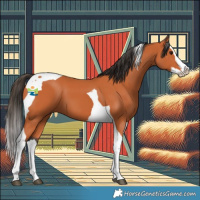 Horse Color:Bay Splash Tobiano 