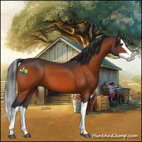 Horse Color:Bay Splash 