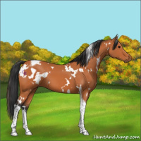 Horse Color:White Spotted Bay Tobiano 