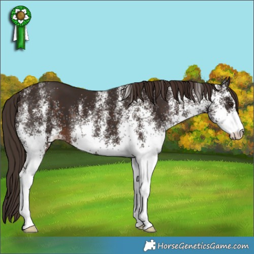 Horse Color:White Spotted Liver Chestnut 
