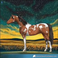 Horse Color:White Spotted Bay Tobiano 