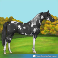 Horse Color:White Spotted Black Tobiano 