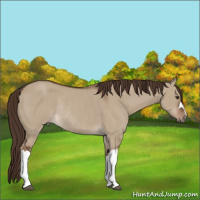 Horse Color:Liver Red Dun Rabicano 