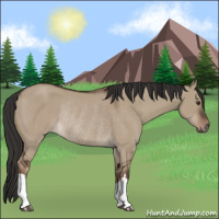 Horse Color:Liver Red Dun Rabicano 