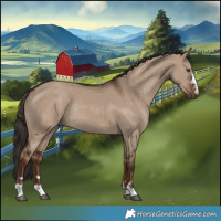 Horse Color:Liver Red Dun Rabicano 