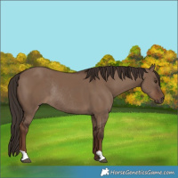 Horse Color:Liver Red Dun Rabicano 