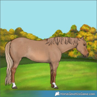 Horse Color:Red Dun Rabicano 