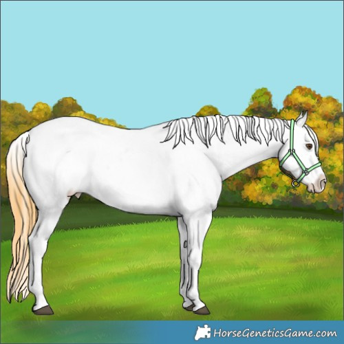 Horse Color:Buckskin Dun Appaloosa 