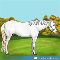 Horse Color:Buckskin Dun Appaloosa 
