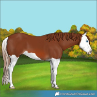 Horse Color:Chestnut Splash 