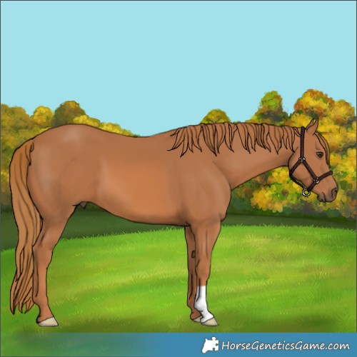 Horse Color:Chestnut 