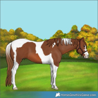 Horse Color:Chestnut Tobiano