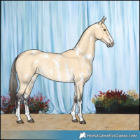 Horse Color:White Spotted Buckskin Dun Sabino Rabicano 