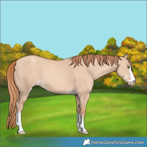 Horse Color:Gold Champagne Dun 