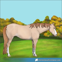 Horse Color:Gold Champagne Dun 