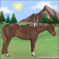 Horse Color:Liver Chestnut Tobiano Rabicano