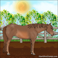 Horse Color:Chestnut 