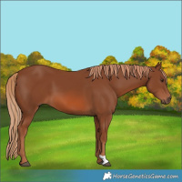 Horse Color:Chestnut 