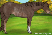 Horse Color:Liver Chestnut Rabicano 