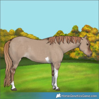 Horse Color:Liver Red Dun Tobiano Rabicano
