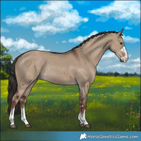 Horse Color:Liver Red Dun Rabicano 