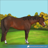 Horse Color:Liver Chestnut 