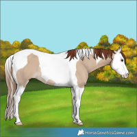 Horse Color:Red Dun Splash Tobiano Rabicano 