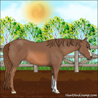 Horse Color:Chestnut 