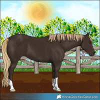 Horse Color:Liver Chestnut 
