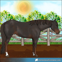 Horse Color:Liver Chestnut