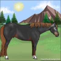 Horse Color:Gray Liver Chestnut 