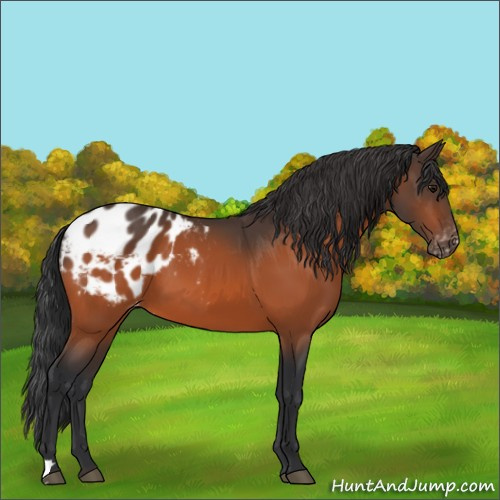 Horse Color:Bay Appaloosa 