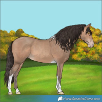 Horse Color:Amber Champagne Tobiano