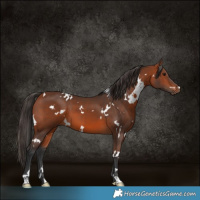 Horse Color:White Spotted Bay